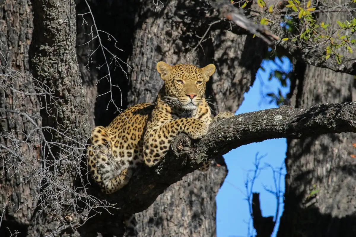 4 Days - Kruger and Panorama Safari